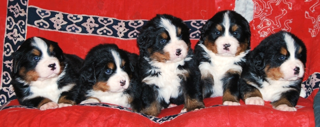 Bernese graces puppies